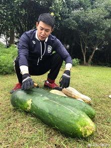 吃瓜照相,记录生活瞬间