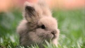 奶兔子吃瓜,一场甜蜜的夏日食趣之旅