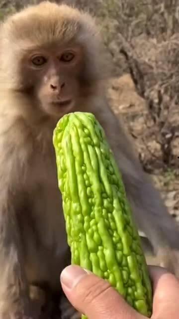 猴 吃瓜,揭秘猴子的夏日美食偏好