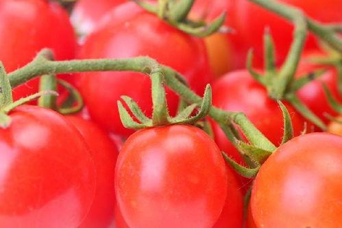 番茄吃瓜搞笑小说,笑果连连的奇幻冒险之旅