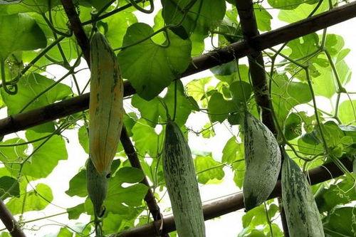 哺乳期可以吃老鼠瓜吗,老鼠瓜，哺乳期的健康选择