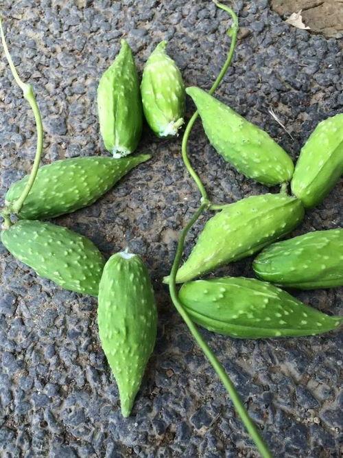 野生迷你瓜怎么吃,野生迷你瓜的多样食法探索