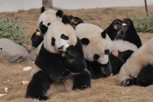 吃瓜熊猫人全部视频,趣味横生的短视频集锦