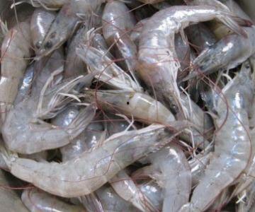 怀孕虾瓜可以吃吗,怀孕虾瓜的安全性解析